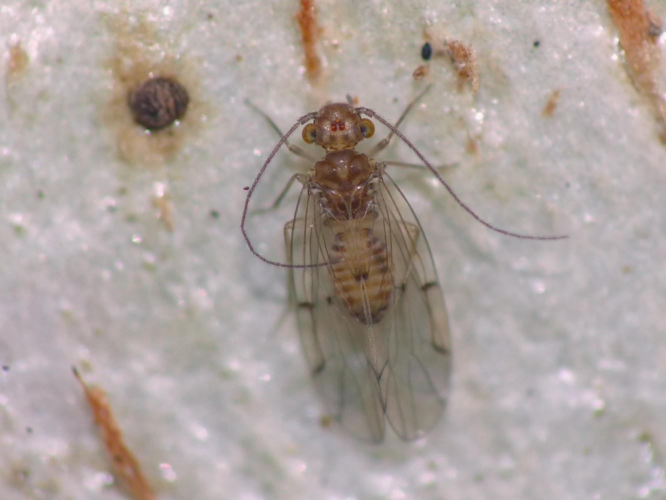 simpatico mostriciattolo: ninfa di Psocoptera